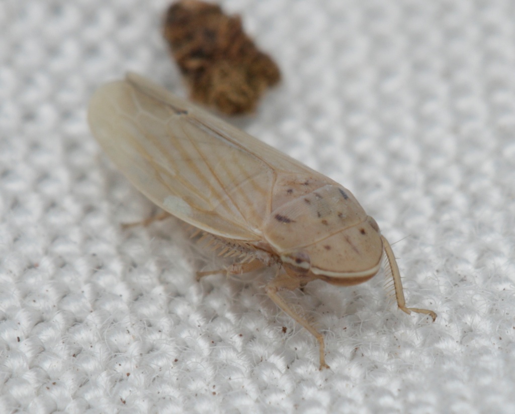 Hecalus australis