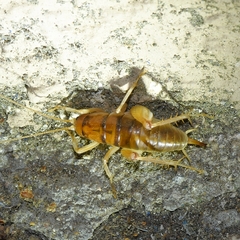 Ceuthophilus hesperus