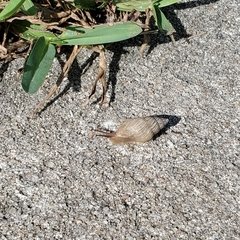 Bulimulus bonariensis image