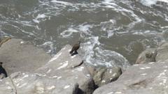 Cinclodes taczanowskii