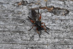 Laphria sadales