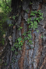 Solanum appendiculatum