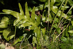 Microsorum punctatum