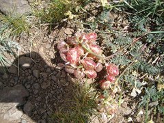 Astragalus whitneyi confusus