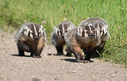 American Badger photographed in Minnesota