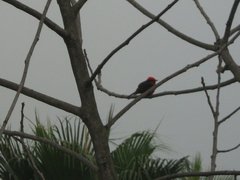 Pyrocephalus rubinus