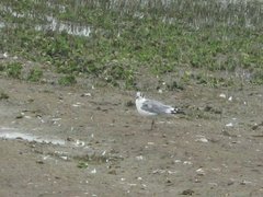 Leucophaeus pipixcan