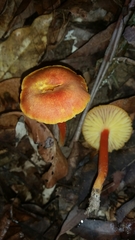 Hygrocybe procera