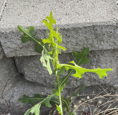 Lactuca serriola