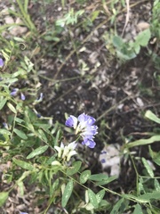 Vicia biennis