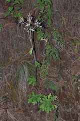 Psacalium peltatum