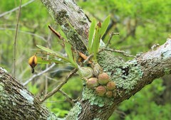 Encyclia suaveolens