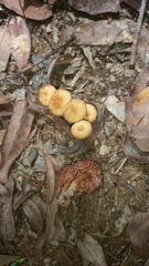 Laccaria canaliculata