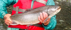 Salvelinus malma