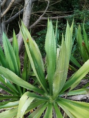 Furcraea selloana