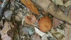 Laccaria canaliculata