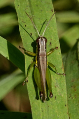Praxibulini