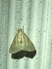 Evergestis pallidata