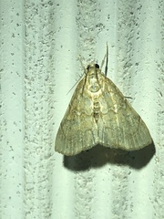 Evergestis pallidata
