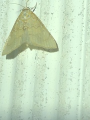 Evergestis pallidata