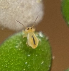 Sminthurides bifidus