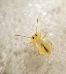 Sminthurides bifidus