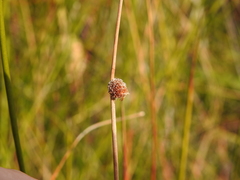 Chorizandra sphaerocephala