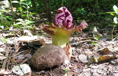 Amorphophallus paeoniifolius