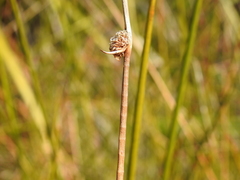Chorizandra sphaerocephala