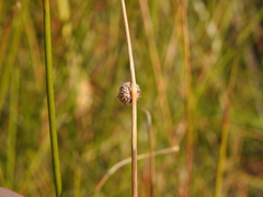 Chorizandra sphaerocephala