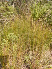 Chorizandra sphaerocephala