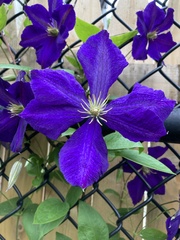 Clematis × jackmanii