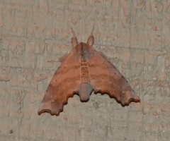 Olceclostera seraphica