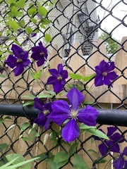 Clematis × jackmanii