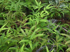 Dicranopteris linearis linearis