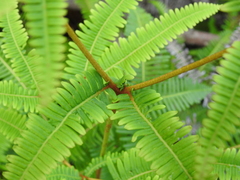 Dicranopteris linearis linearis