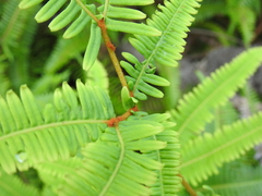 Dicranopteris linearis linearis