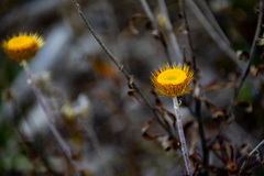 Coronidium oxylepis lanatum