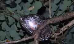 Otus jolandae