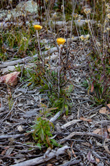 Coronidium oxylepis lanatum