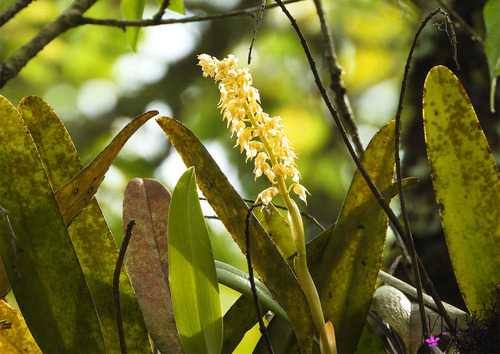 Bulbophyllum gibbosum (Blume) Lindl. 4