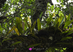 Bulbophyllum gibbosum