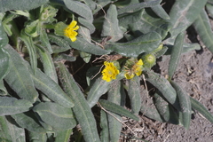 Senecio integerrimus scribneri