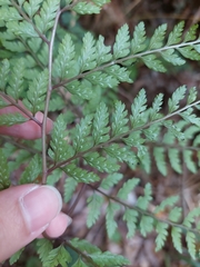 Athyrium tripinnatum