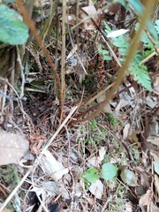 Athyrium tripinnatum