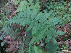 Athyrium oppositipennum