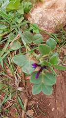 Vicia narbonensis