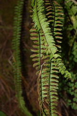 Asplenium monanthes