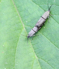 Phycodes minor