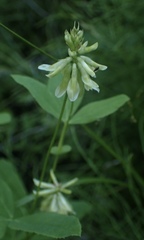 Trifolium howellii